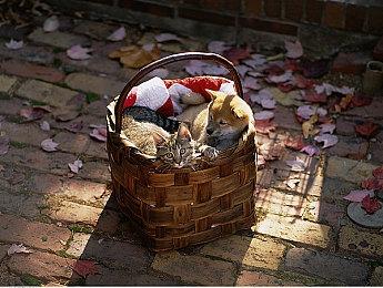 《猫咪生活模拟器》steam页面上线 可爱猫咪养成