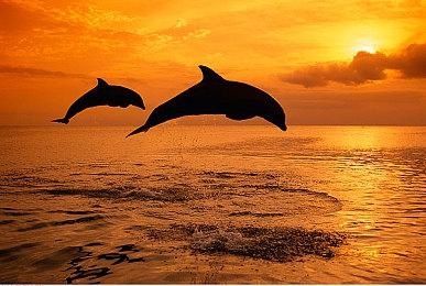 反乌托邦游戏《美国阿卡迪亚》公布 首曝预告和截图